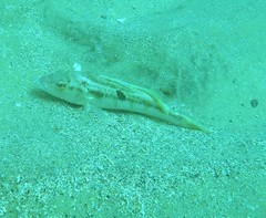 Paralabrax nebulifer