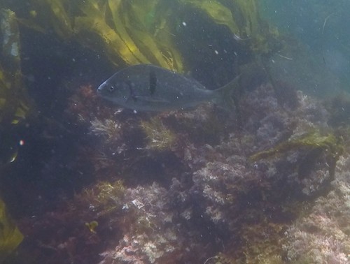 Anisotremus davidsonii