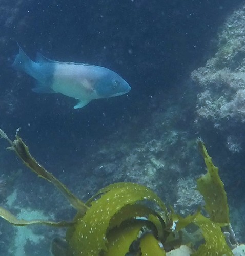 Bodianus pulcher