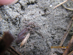 Anoteropsis litoralis