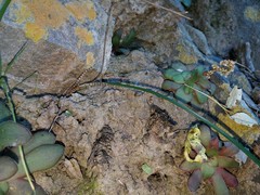 Ornithogalum anguinum
