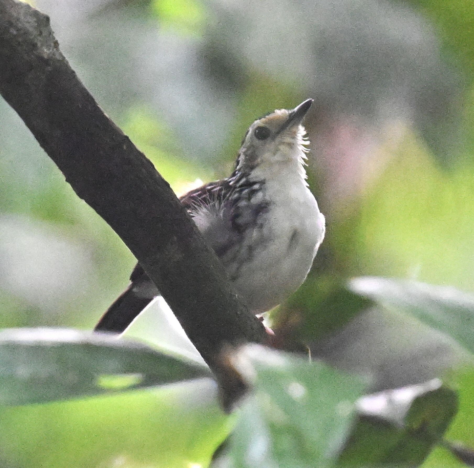 Striped Wren-Babbler