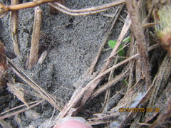 Anoteropsis litoralis