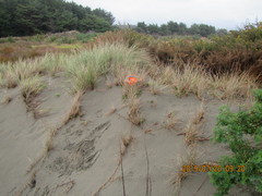 Anoteropsis litoralis