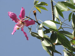 Ceiba speciosa