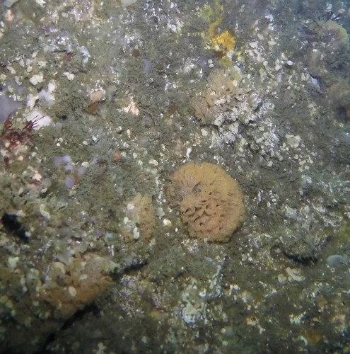 Phidolopora pacifica