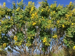 Crotalaria mitchellii