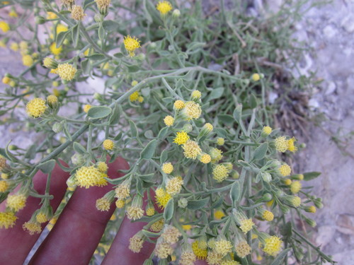 Perityle congesta (M.E. Jones) Shinners
