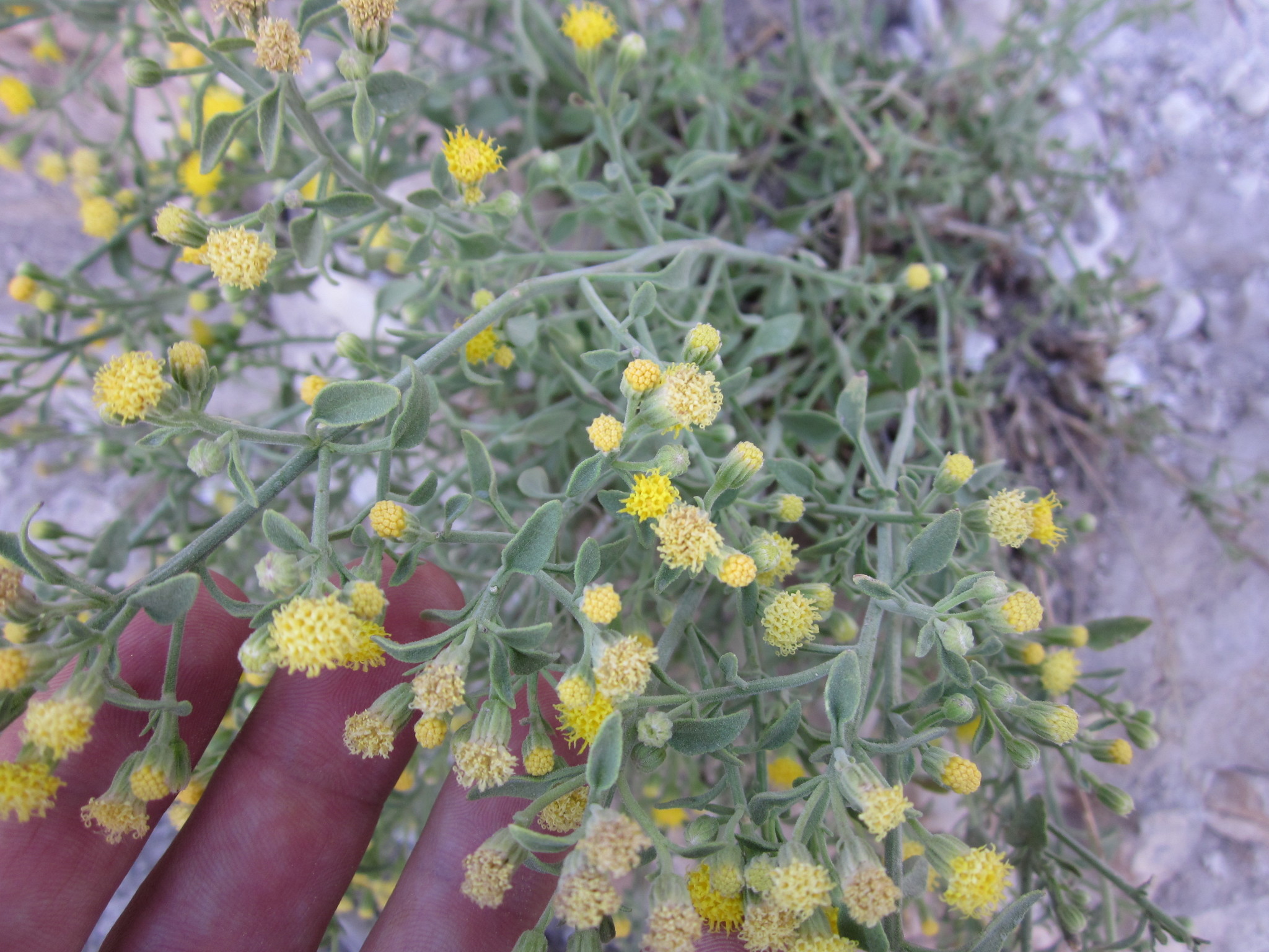 Perityle congesta
