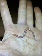 Slender Duneslider photo 1