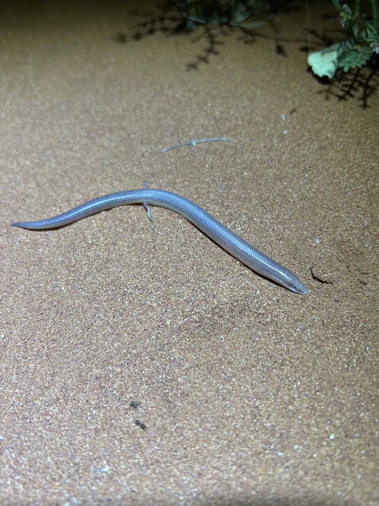 Robust Duneslider