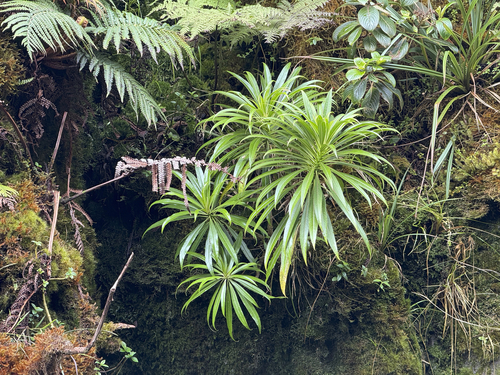Lobelia hypoleuca observed 2024-11-29