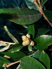 Trichocladus ellipticus