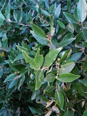 Trichocladus ellipticus