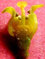 Schoepfia brasiliensis