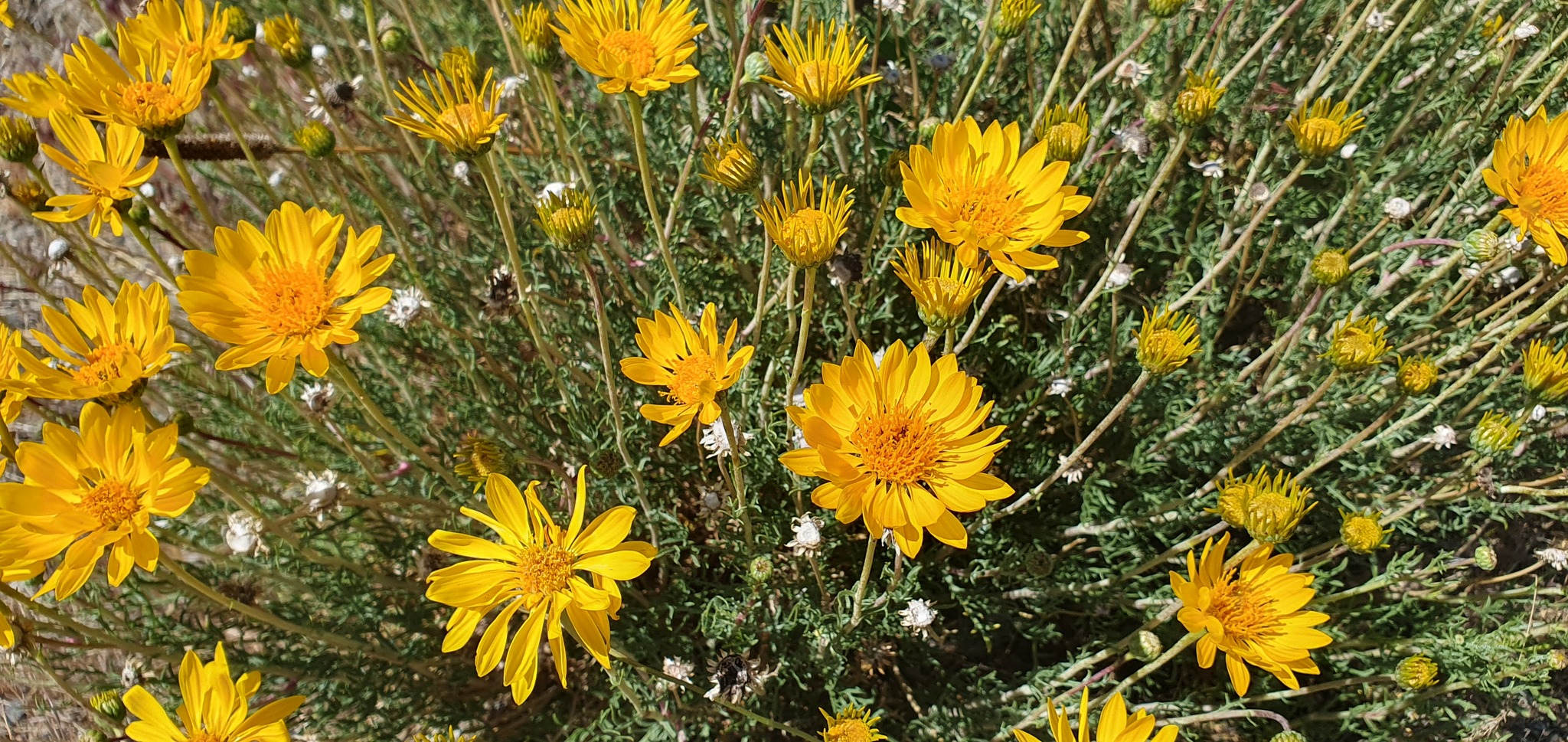 Grindelia anethifolia