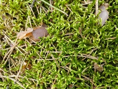 Pleurozium schreberi