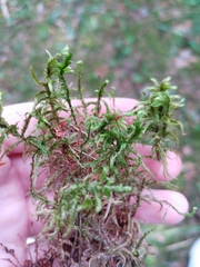 Pleurozium schreberi