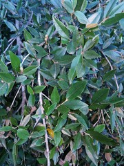 Trichocladus ellipticus