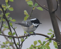 Periparus ater britannicus