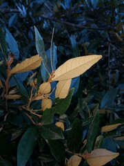 Trichocladus ellipticus