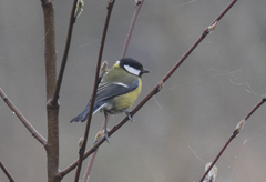 Parus major newtoni