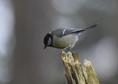 Parus major newtoni