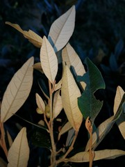 Trichocladus ellipticus