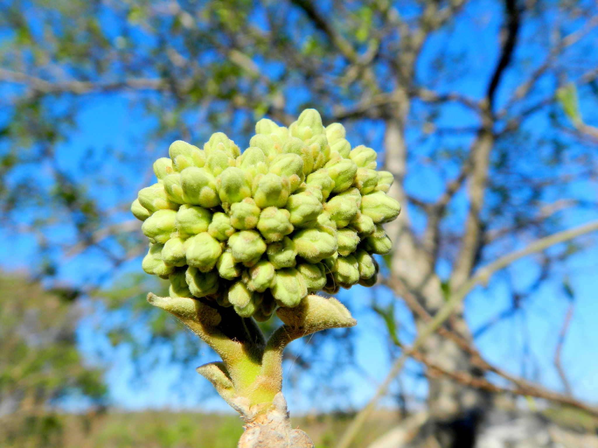 Ruehssia altissima