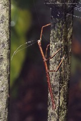 Phraortes stomphax