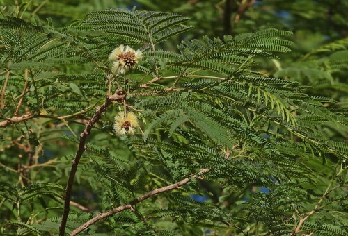 Image of Parasenegalia visco by no rights reserved