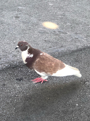 Columba livia domestica