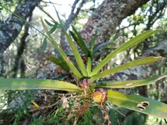 Cyrtorchis arcuata arcuata