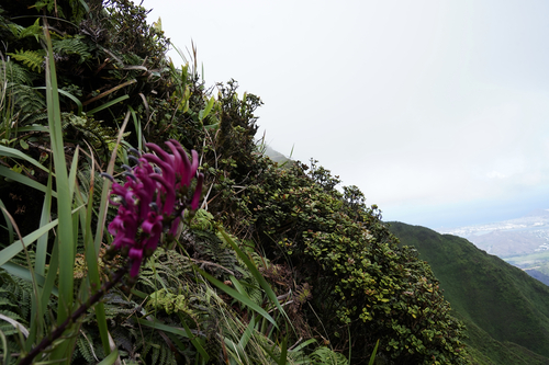 Trematolobelia singularis observed 2024-10-20
