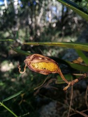 Cyrtorchis arcuata arcuata