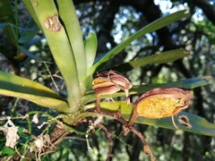 Cyrtorchis arcuata arcuata