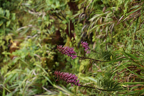 Trematolobelia singularis observed 2024-10-20