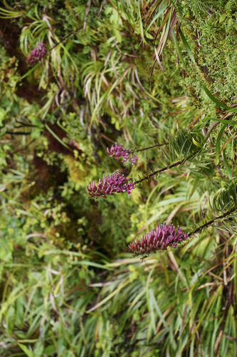 Trematolobelia singularis