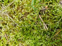 Pleurozium schreberi