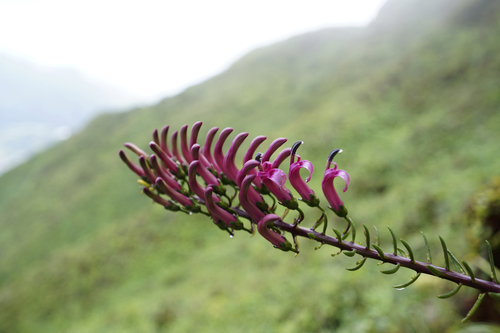 Trematolobelia singularis, 2024-10-20