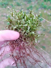 Pleurozium schreberi