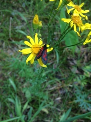 Zygaena osterodensis