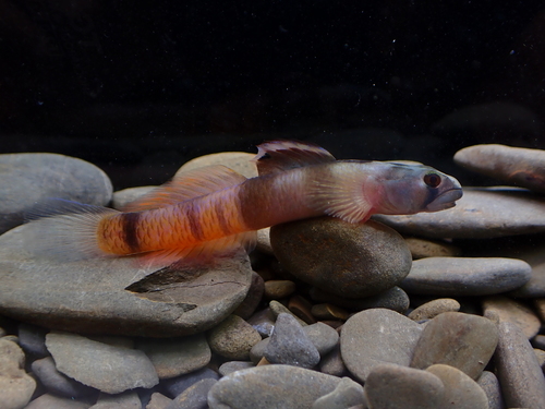 Lagoon goby (Sicyopus zosterophorus) — Gobiidae — 2