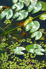 Hydrobasileus croceus