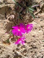 Lampranthus stayneri