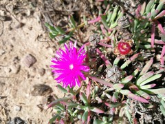 Lampranthus stayneri