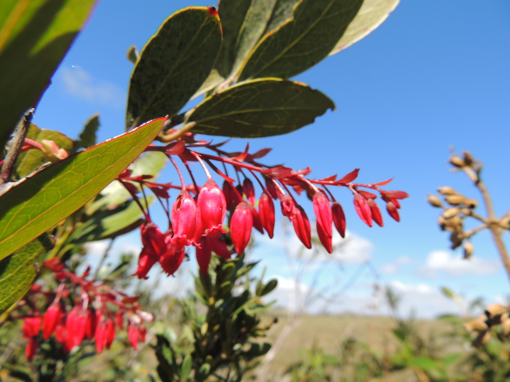 Gaylussacia salicifolia