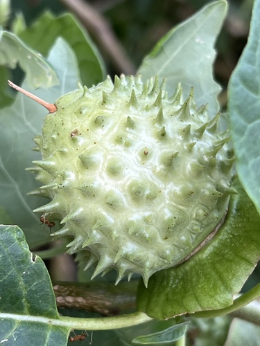 Image of Datura metel by (c) Алёна Осипова, some rights reserved (CC BY)