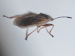 Nysiini