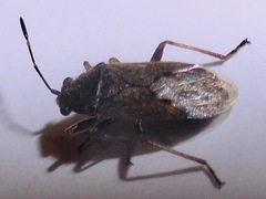 Nysiini